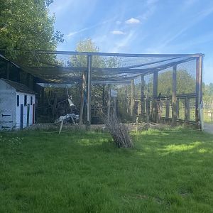 Striated caracara aviary 280425