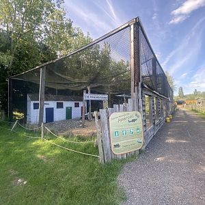 Striated caracara aviary 280425