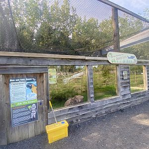 Blue and yellow macaw aviary 280425