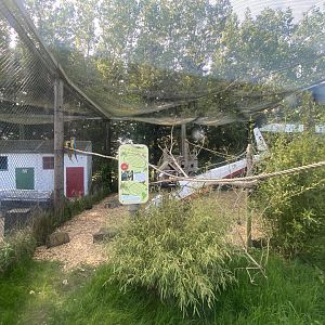 Blue and yellow macaw aviary 280425