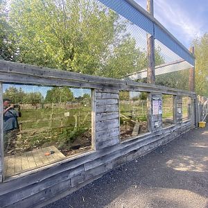 Northern raccoon enclosure 280425