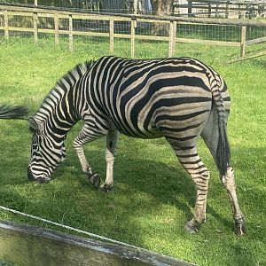 Chapman’s zebra 280425