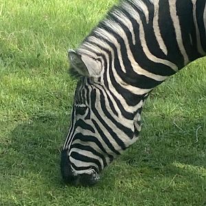 Chapman’s zebra 280425