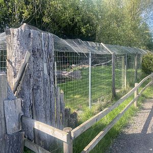 Bush dog enclosure 280425