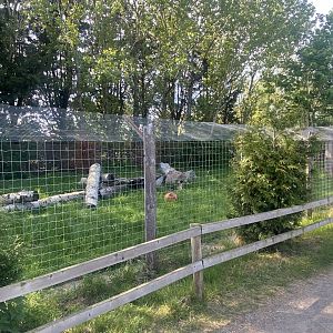 Bush dog enclosure 280425