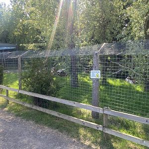 Bush dog enclosure 280425