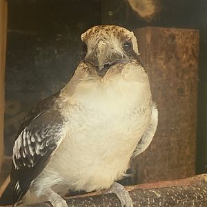 Laughing kookaburra 280425