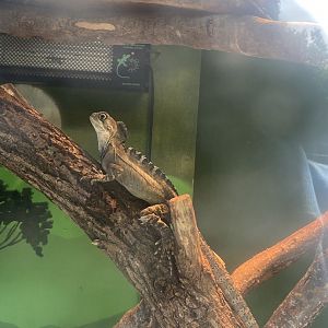 Boyd’s forest dragon 280425