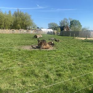 Bactrian camel enclosure 280425
