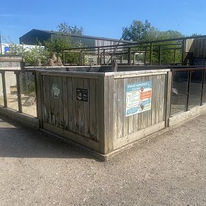 Dwarf mongoose enclosure 280425