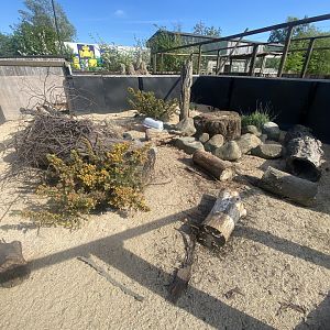 Dwarf mongoose enclosure 280425