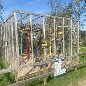 Mixed parrot aviary 280425
