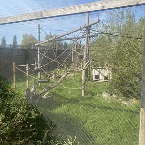 Common squirrel monkey/Azara’s agouti enclosure 280425