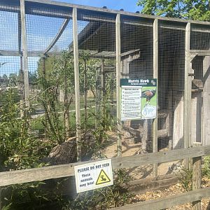 Harris’ hawk aviary 280425