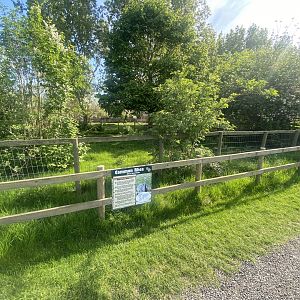 Greater rhea enclosure 280425