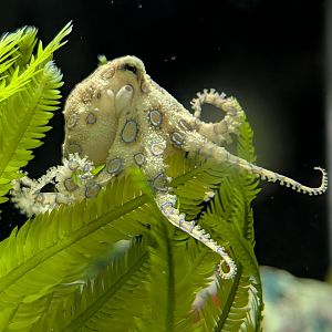 Greater Blue-Ringed Octopus(Hapalochlaena lunulata)