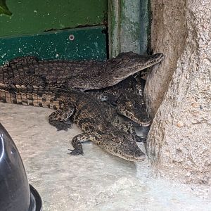 Juvenile Nile Crocodiles(Crocodylus niloticus)