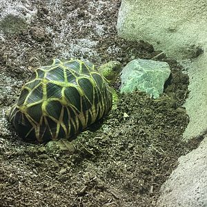 Burmese Star Tortoise (Geochelone platynota)