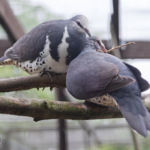 Wonga Pigeon pair / Hamerton / 24-4-25