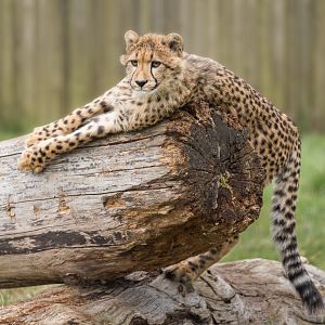 Cheetah Cub / Hamerton / 24-4-25