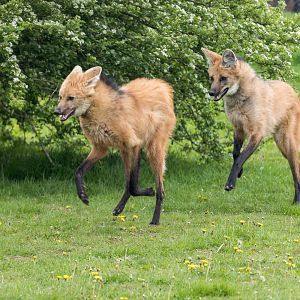 Bali & Boone - Maned Wolves / Hamerton / 24-4-25