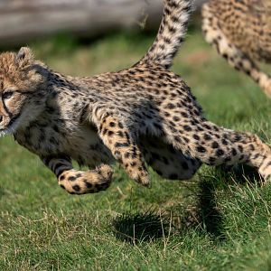 Cheetah Cubs (Mayon's) / Hamerton / 3-4-25