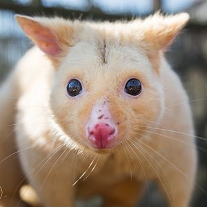 Piglet (m) Golden Possum / Hamerton / 3-4-25