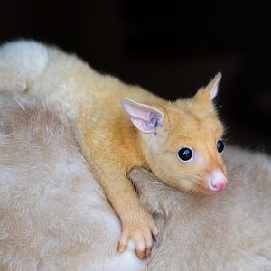 Pandora - Golden Possum / Hamerton / 3-4-25