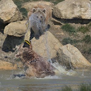Syrian Brown Bears / Hamerton / 3-4-25