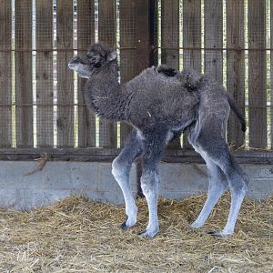Bactrian Camel calf / Hamerton / 3-4-25