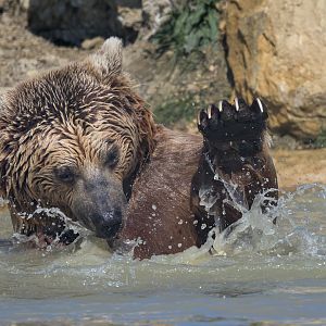 Syrian Brown Bear (m) / Hamerton / 3-4-25