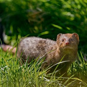 Slender Mongoose / Hamerton / 3-4-25