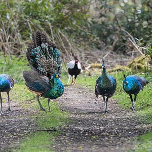 Javan Green Peacocks (juveniles) / Watatunga / 16-4-25