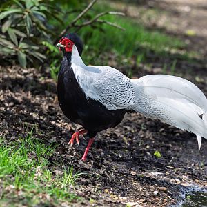 Silver Pheasant / Watatunga / 16-4-25