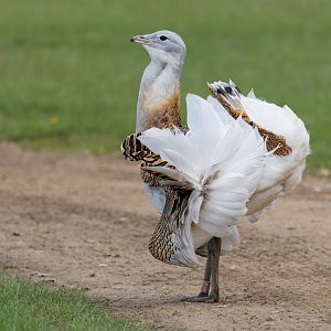 Great Bustard (Dave) / Watatunga / 16-4-25