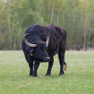 European Water Buffalo (Slice) / Watatunga / 16-4-25