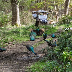Javan Green Peacocks (Juveniles) / Watatunga / 16-4-25