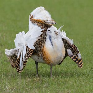 Great Bustard (Dave) / Watatunga / 16-4-25
