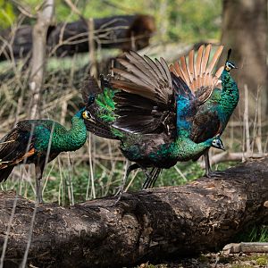Javan Green Peacocks (Juveniles) / Watatunga / 16-4-25