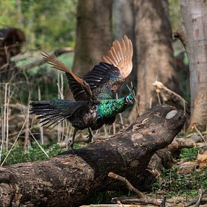 Javan Green Peacock / Watatunga / 16-4-25