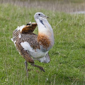 Great Bustard (Dave) / Watatunga / 16-4-25