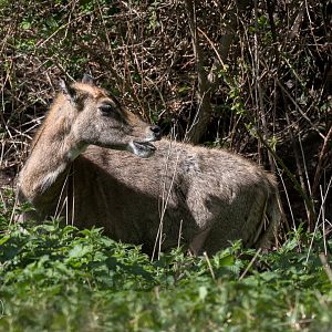Nilgai / Watatunga / 16-4-25