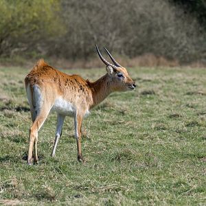 Kafue Flats Lechwe / Watatunga / 16-4-25