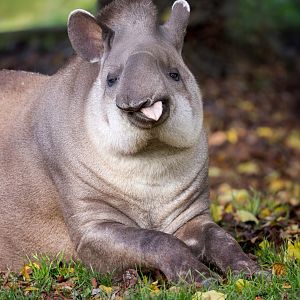Brazilian Tapir / Linton Zoo / 17-11-24