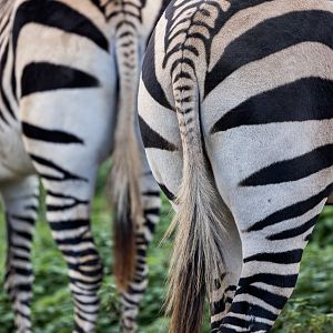 Hartmann's Mountain Zebra / Linton Zoo / 17-11-24