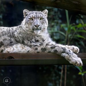 Snow Leopard (Nefeli) / Linton Zoo / 17-11-24