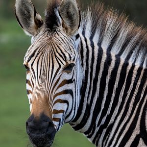 Hartmann's Mountain Zebra / Linton Zoo / 17-11-24