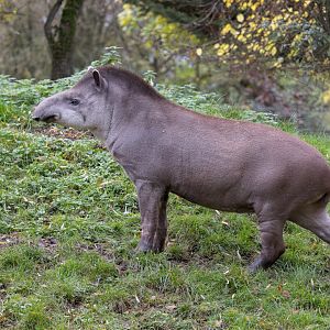 Brazilian Tapir / Linton Zoo / 17-11-24