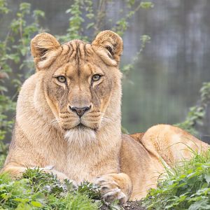 African Lion (f) / Linton Zoo / 17-11-24