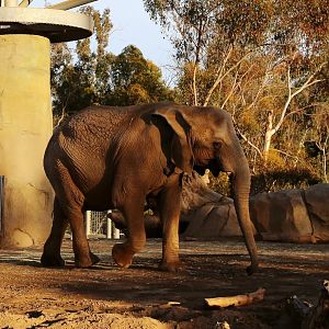 African Savanna Elephant